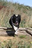 BORDER COLLIE 310